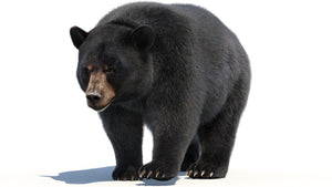 Animated Black Bear 3D Model with Realistic Fur Thumbnail