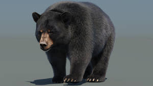 Animated Black Bear 3D Model with Fur Thumbnail