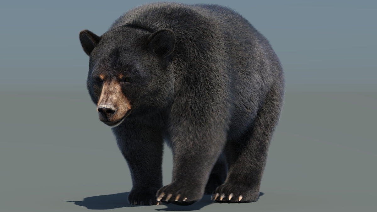 Animated Black Bear 3D Model with Fur