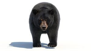 Animated Black Bear 3D Model with Fur Thumbnail