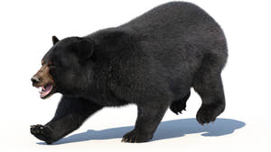 Animated Black Bear 3D Model with Fur Running Thumbnail