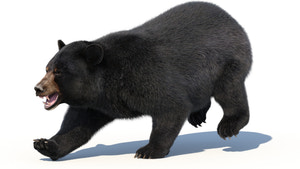 Animated Black Bear 3D Model with Fur Running Thumbnail