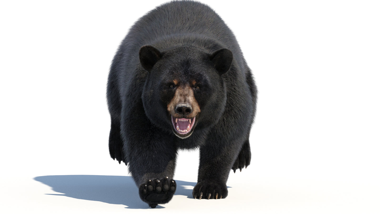 Animated Black Bear 3D Model Fur