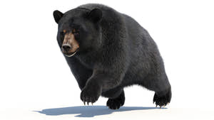Animated Black Bear 3D Model Fur Thumbnail