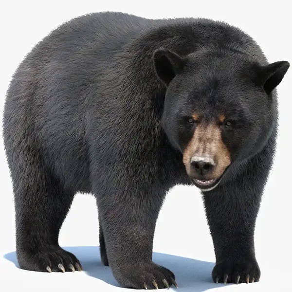 Animated Black Bear 3D Model with Fur Advanced