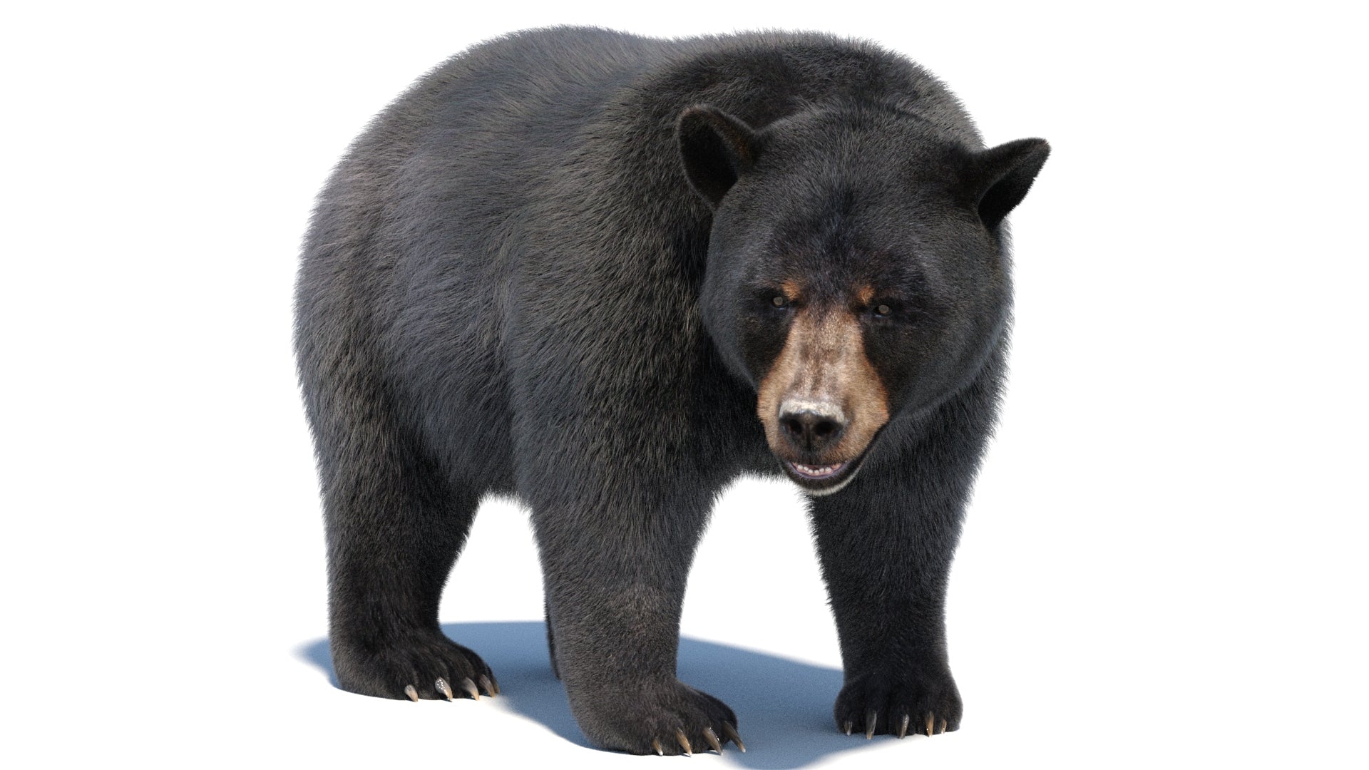 Animated Black Bear 3D Model with Fur Advanced