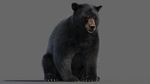 Animated Black Bear 3D Model - Hair and Fur Thumbnail