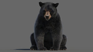 Animated Black Bear 3D Model - Hair and Fur Thumbnail