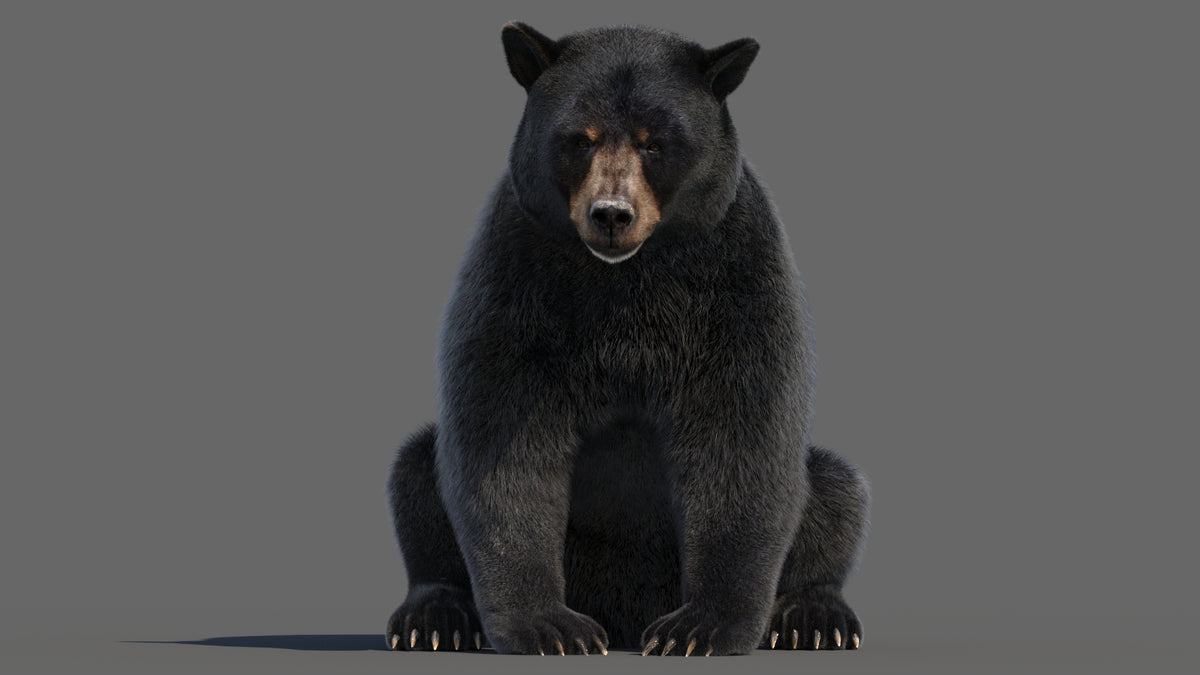 Animated Black Bear 3D Model - Hair and Fur