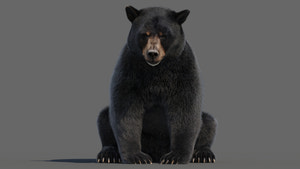Animated Black Bear 3D Model Fur Thumbnail