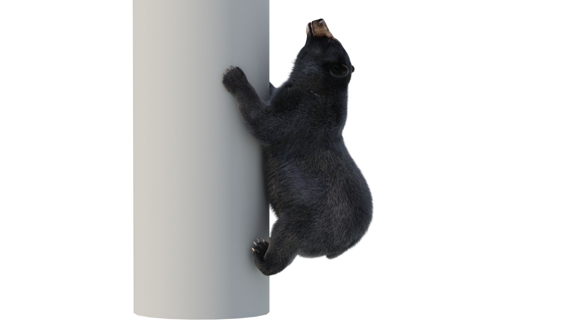 Animated Black Bear 3D Model Fur - 360 Degree View