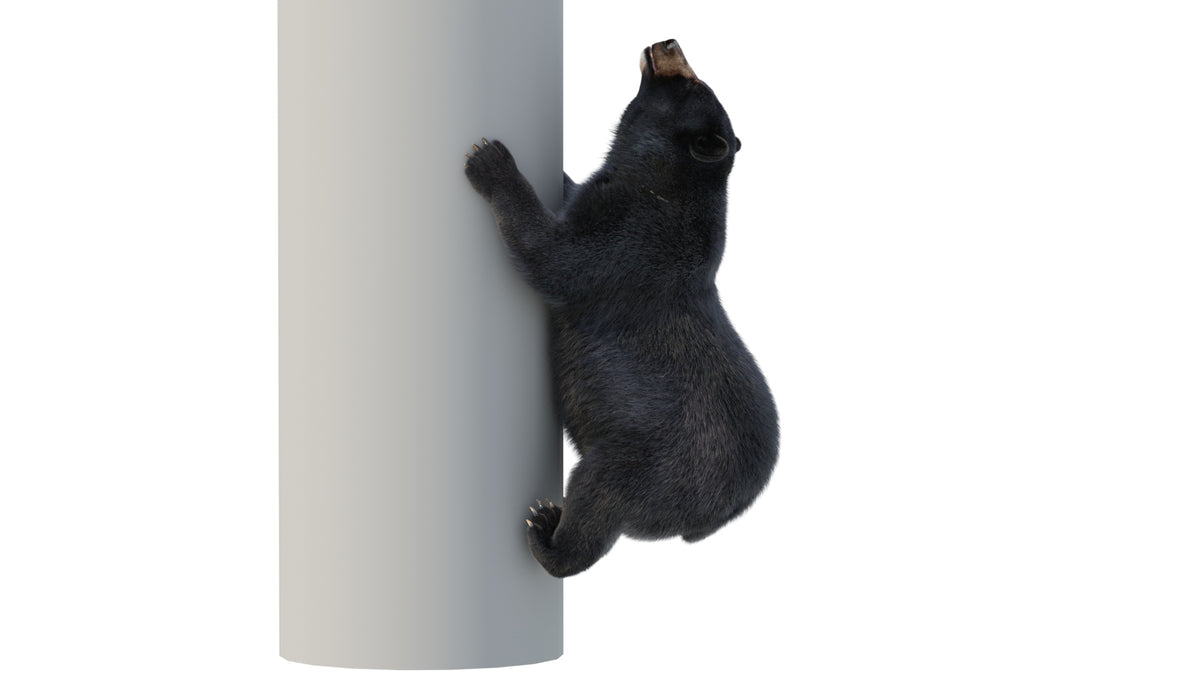 Animated Black Bear 3D Model - Hair and Fur - 360 Degree View