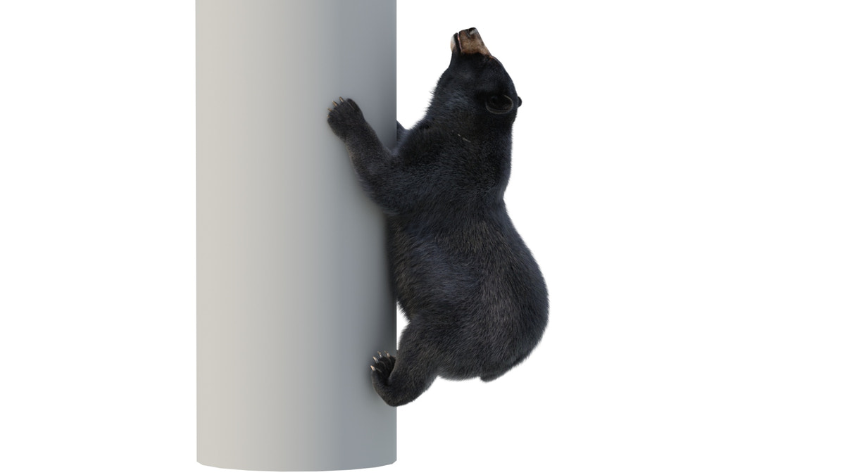 Animated Black Bear 3D Model Fur - 360 Degree View