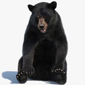 Black Bear Rigged Fur 3D Model Thumbnail