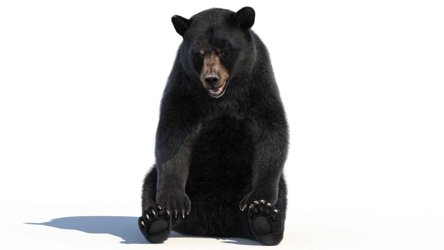Rigged Black Bear 3D Model Fur