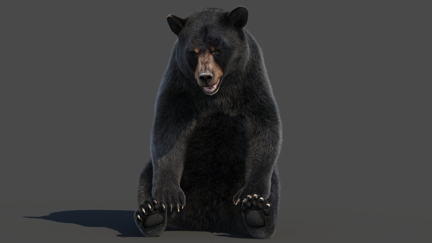 Rigged Black Bear 3D Model Fur