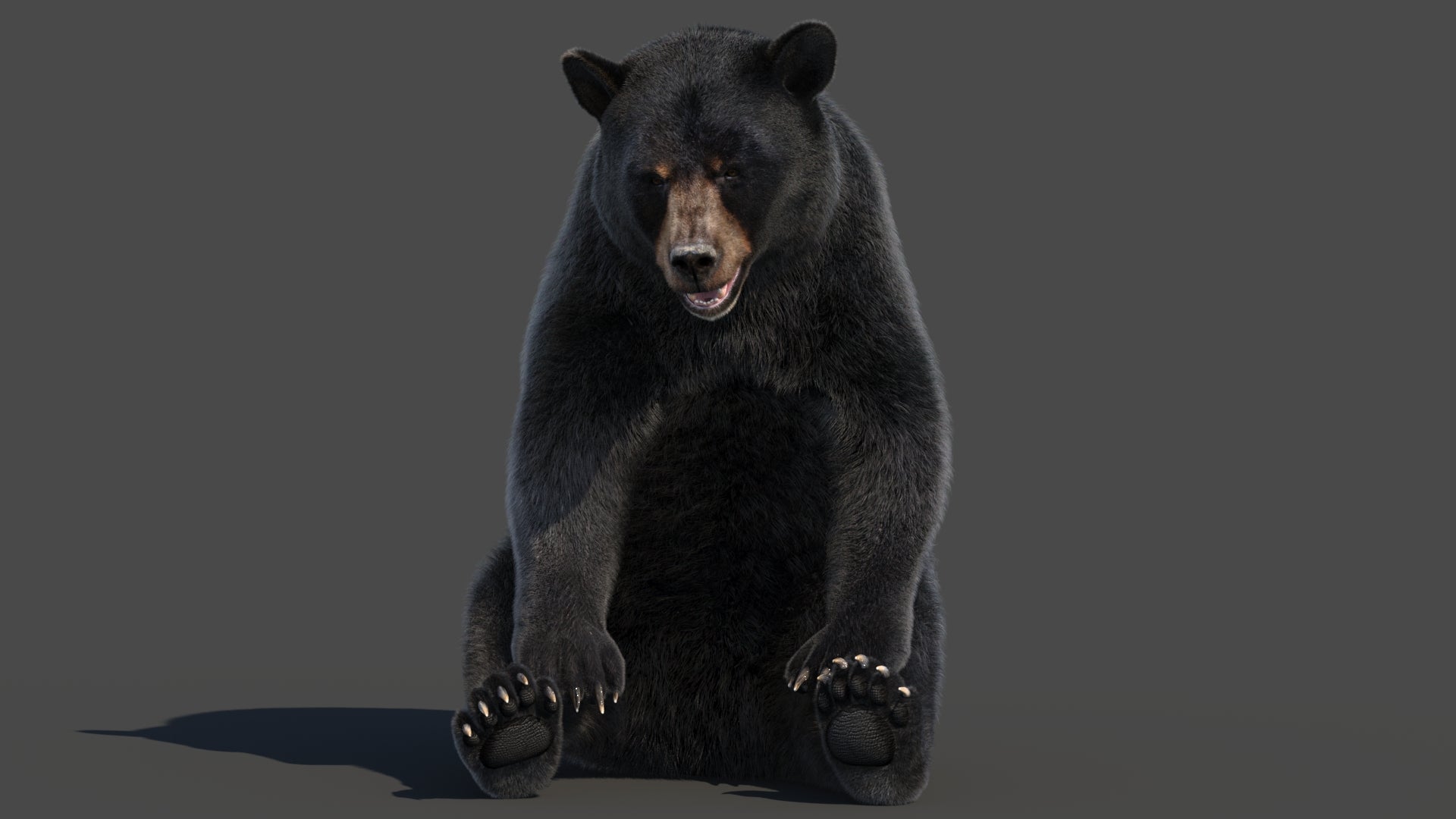 Black Bear Rigged Fur 3D Model