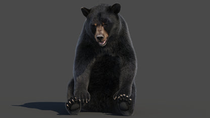 Rigged Black Bear 3D Model Fur