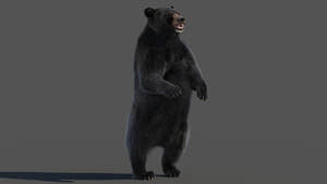 Black Bear Rigged Fur 3D Model Thumbnail