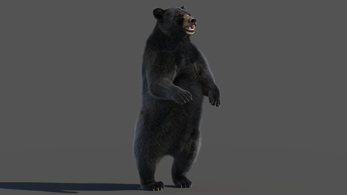 Black Bear Rigged Fur 3D Model
