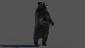 Black Bear Rigged Fur 3D Model Thumbnail