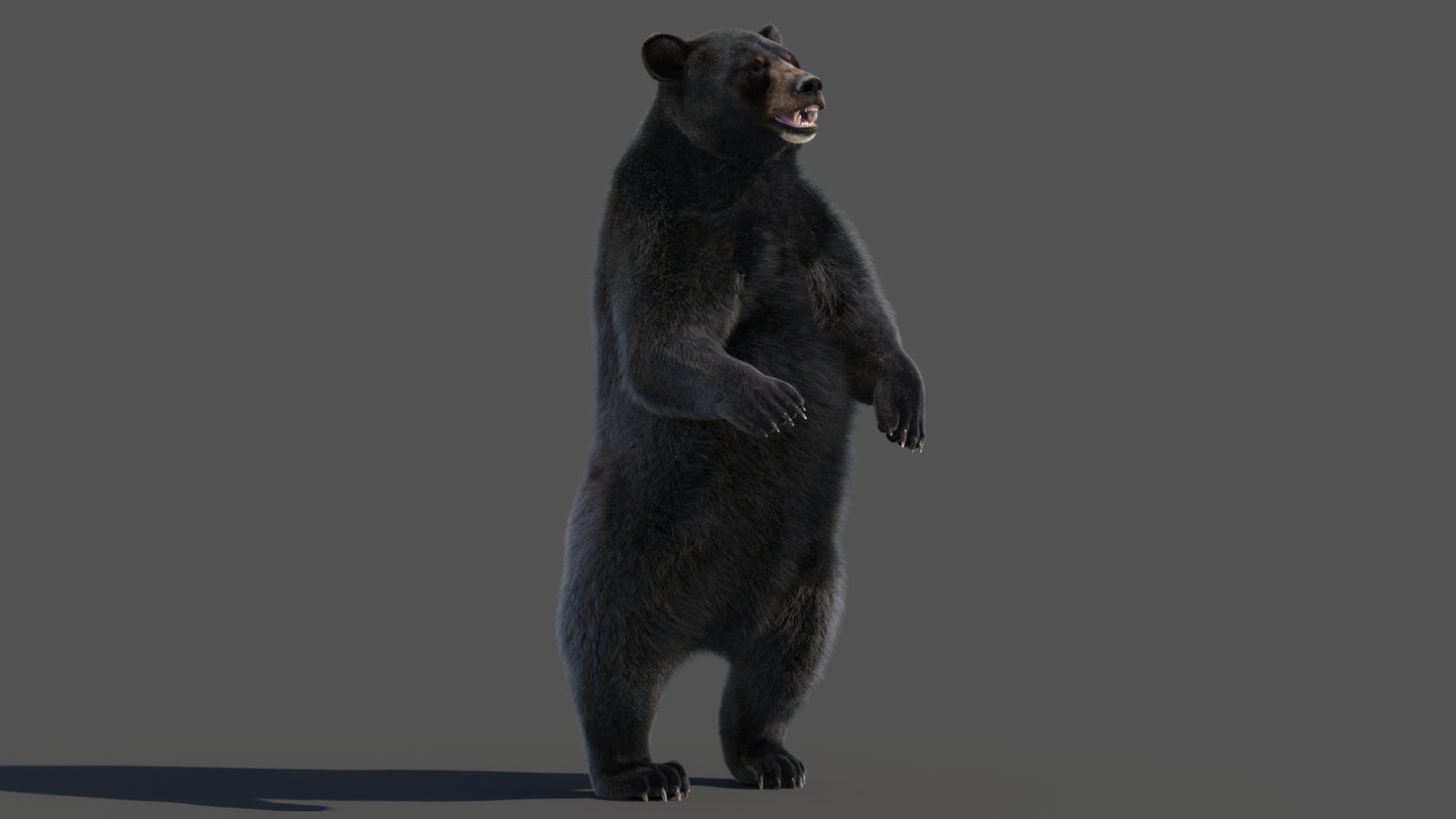 Rigged Black Bear 3D Model Fur