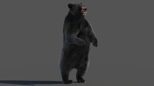 Black Bear Rigged Fur 3D Model Thumbnail