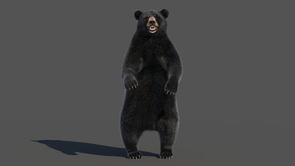 Rigged Black Bear 3D Model Fur