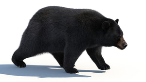 Rigged Black Bear 3D Model Fur Thumbnail