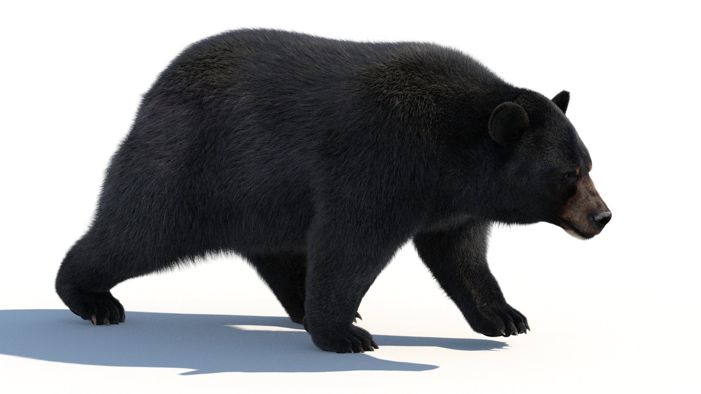 Rigged Black Bear 3D Model Fur
