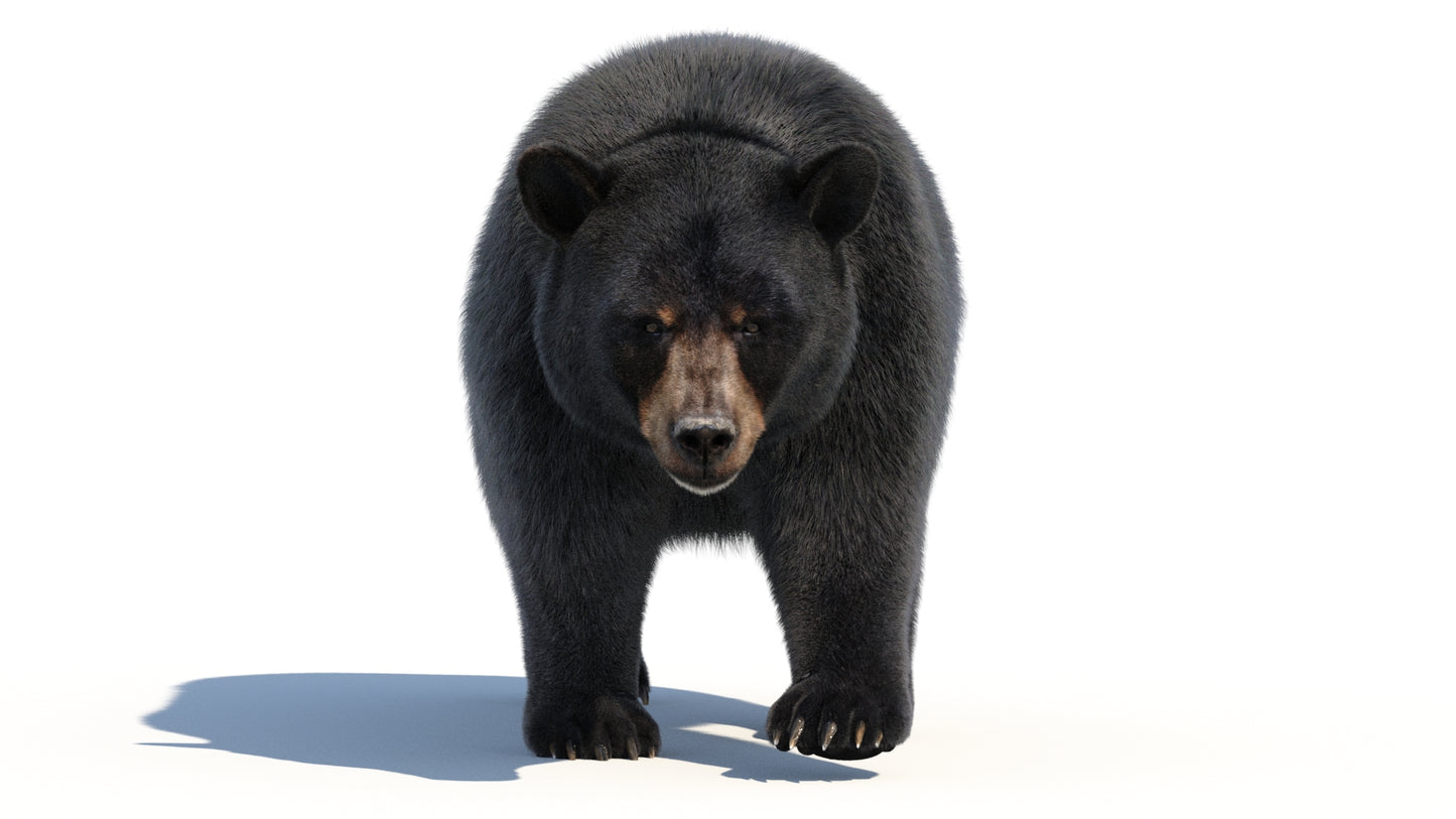 Rigged Black Bear 3D Model Fur