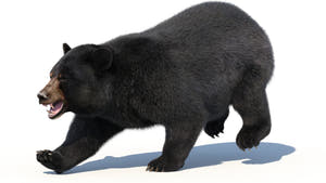 Rigged Black Bear 3D Model - Hair and Fur Thumbnail