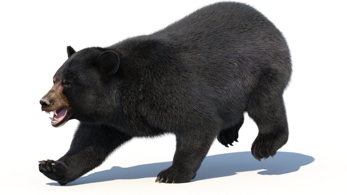 Rigged Black Bear 3D Model - Hair and Fur