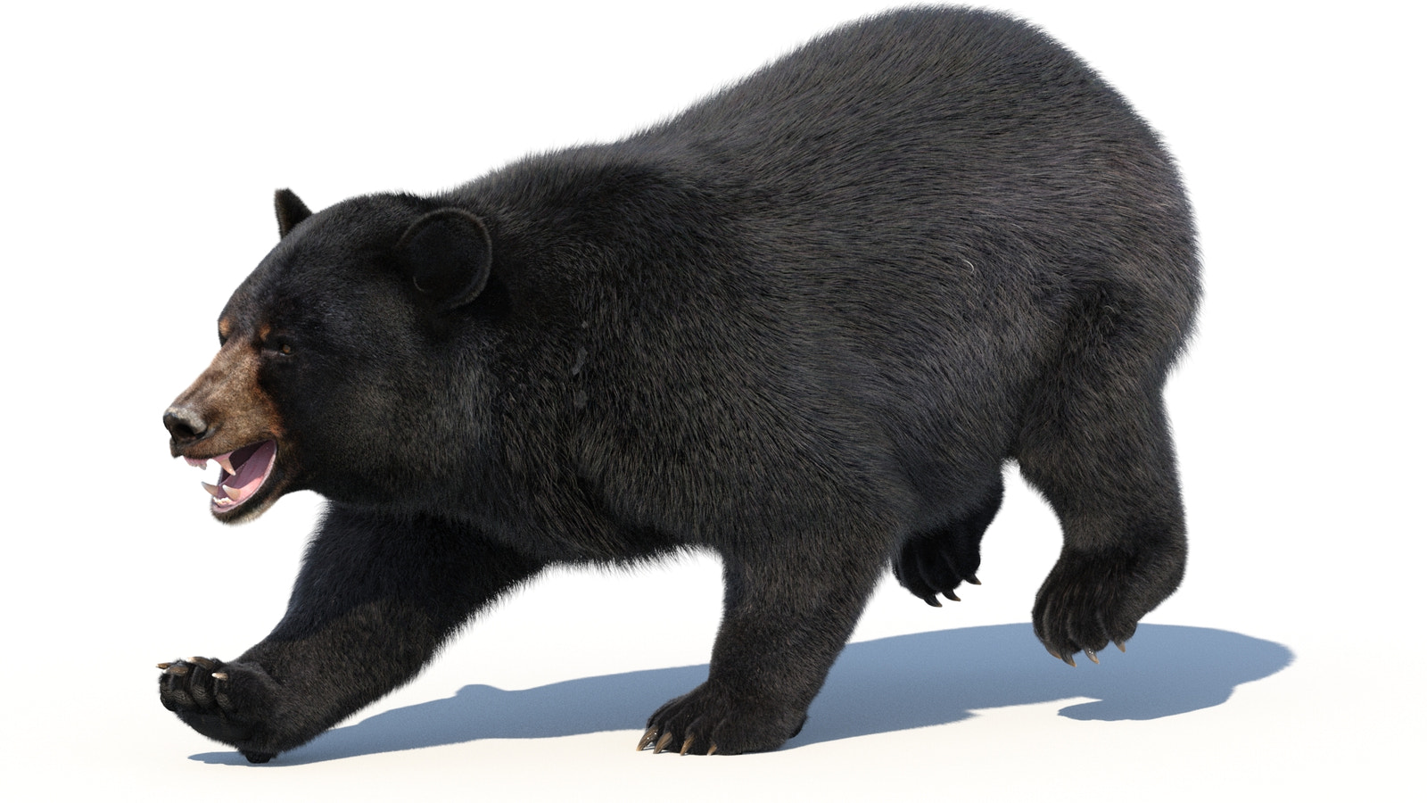 Rigged Black Bear 3D Model Fur