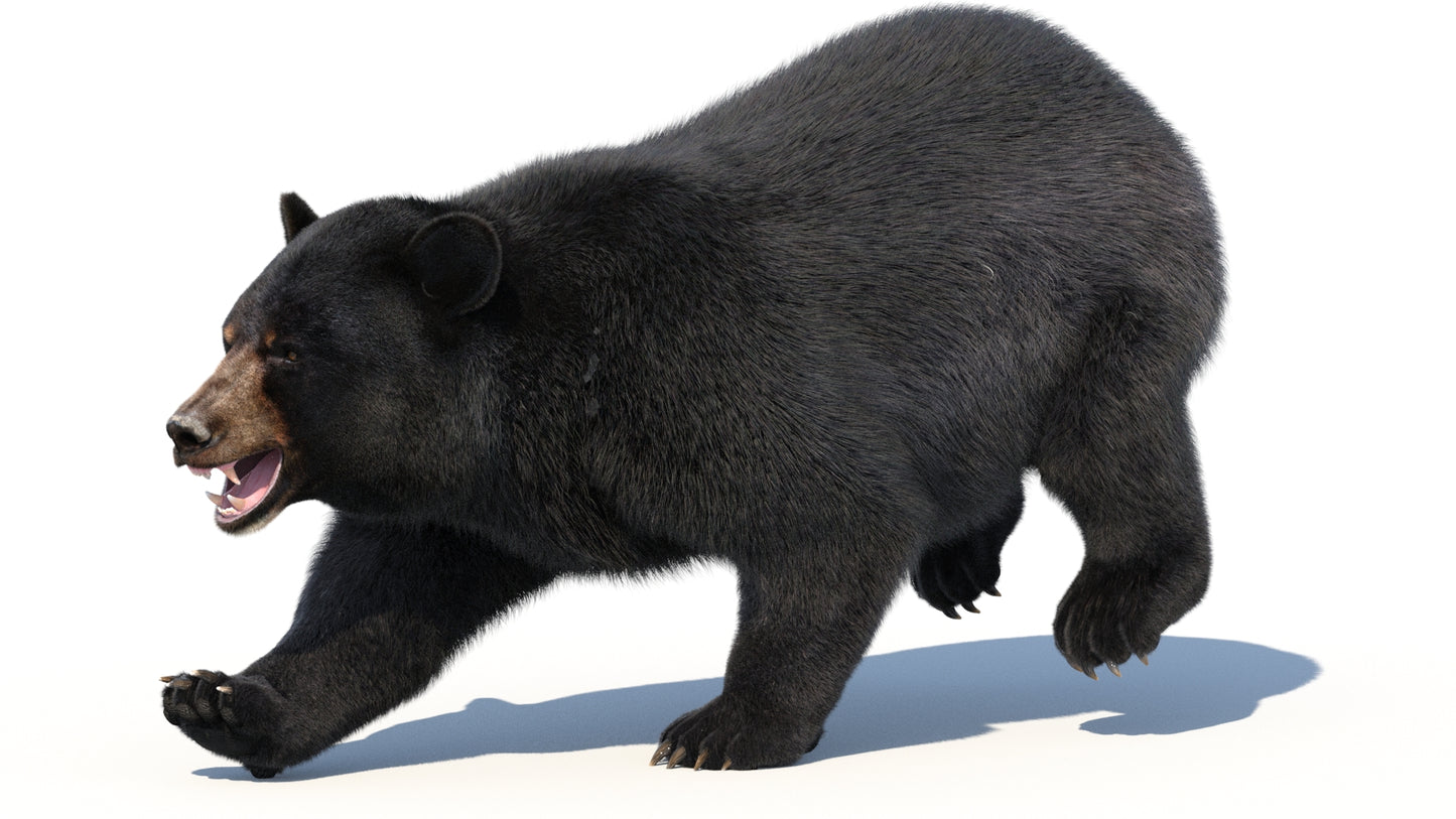 Rigged Black Bear 3D Model Fur