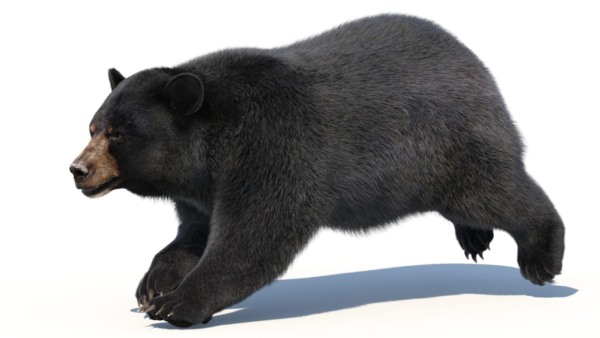 Animated Black Bear 3D Model - Hair and Fur | Advanced - 360 Degree View