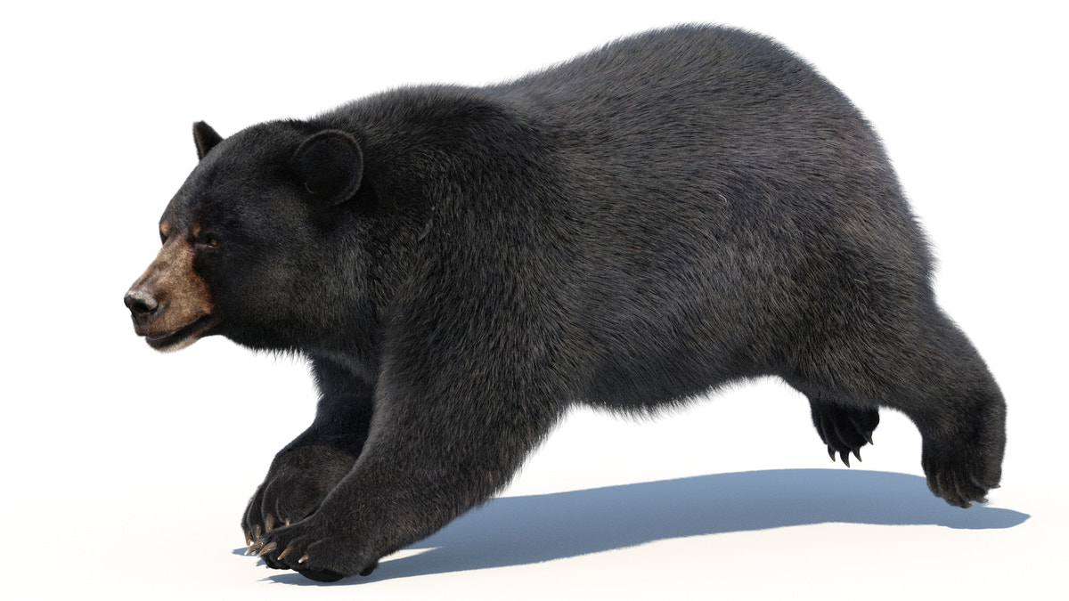 Animated Black Bear 3D Model Fur - 360 Degree View