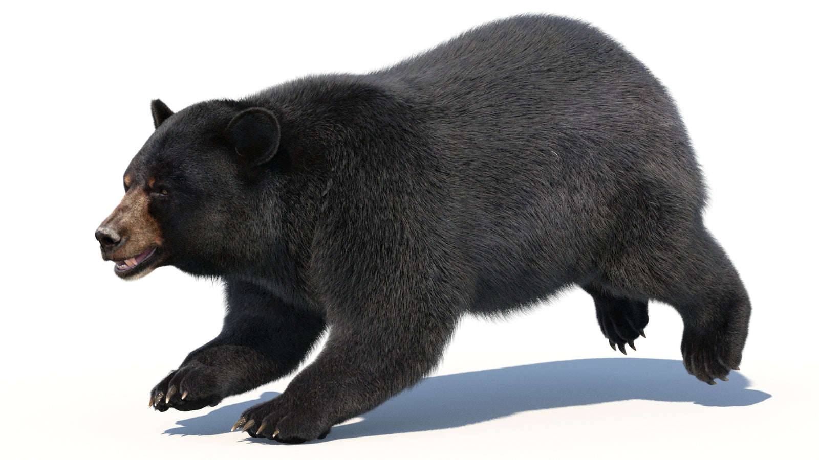 Animated Black Bear 3D Model with Fur Advanced 360° view 3 frame 2