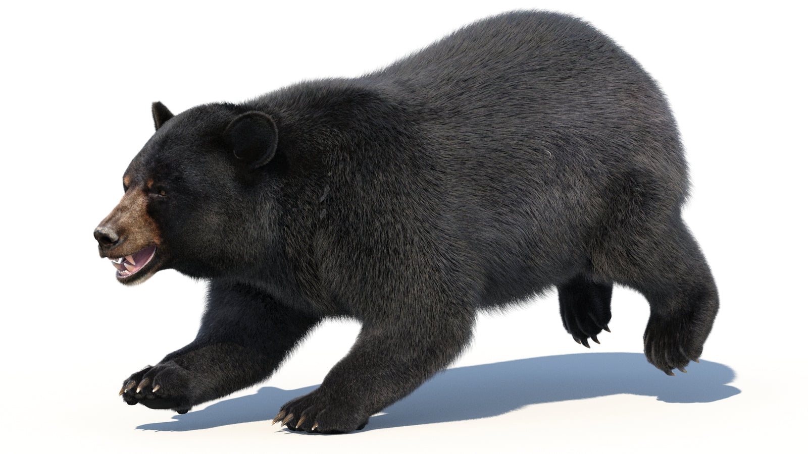 Animated Black Bear 3D Model with Fur Advanced 360° view 3 frame 3