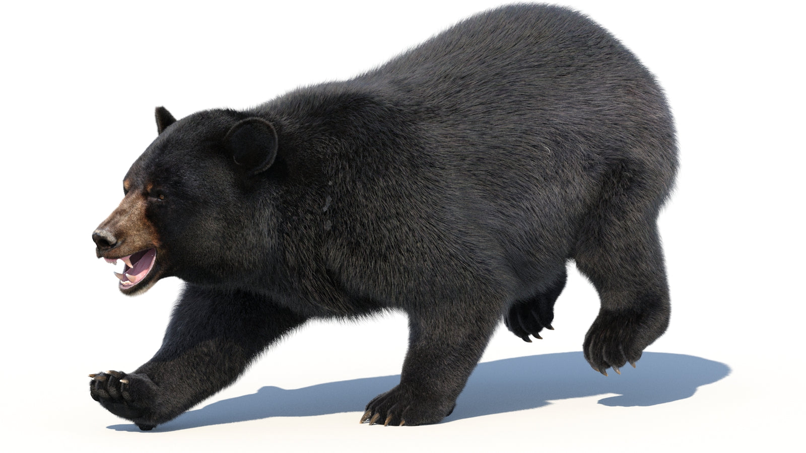 Animated Black Bear 3D Model with Fur Advanced 360° view 3 frame 5