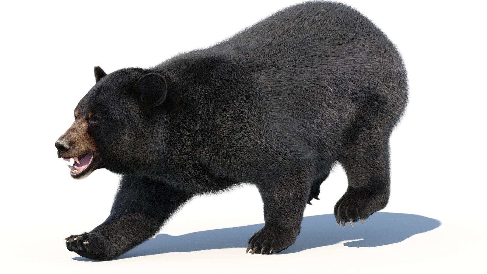 Animated Black Bear 3D Model with Fur Advanced 360° view 3 frame 6