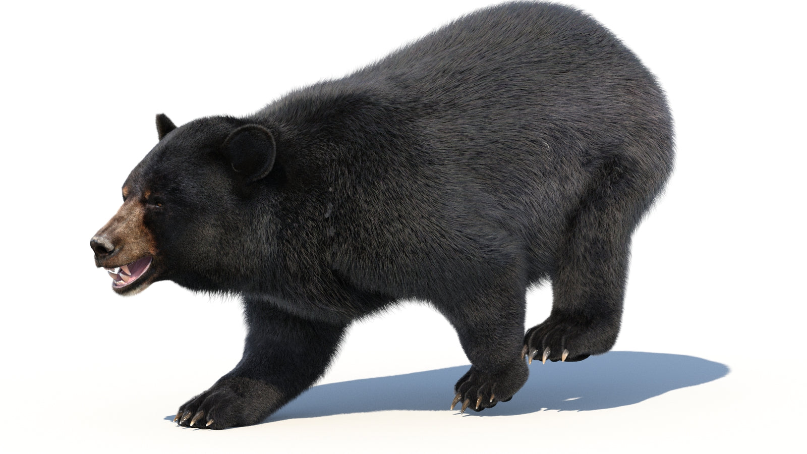 Animated Black Bear 3D Model with Fur Advanced 360° view 3 frame 7