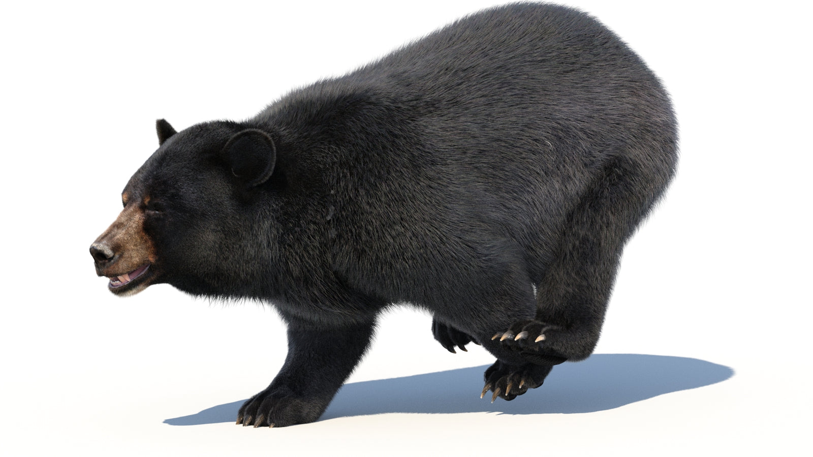 Animated Black Bear 3D Model with Fur Advanced 360° view 3 frame 8