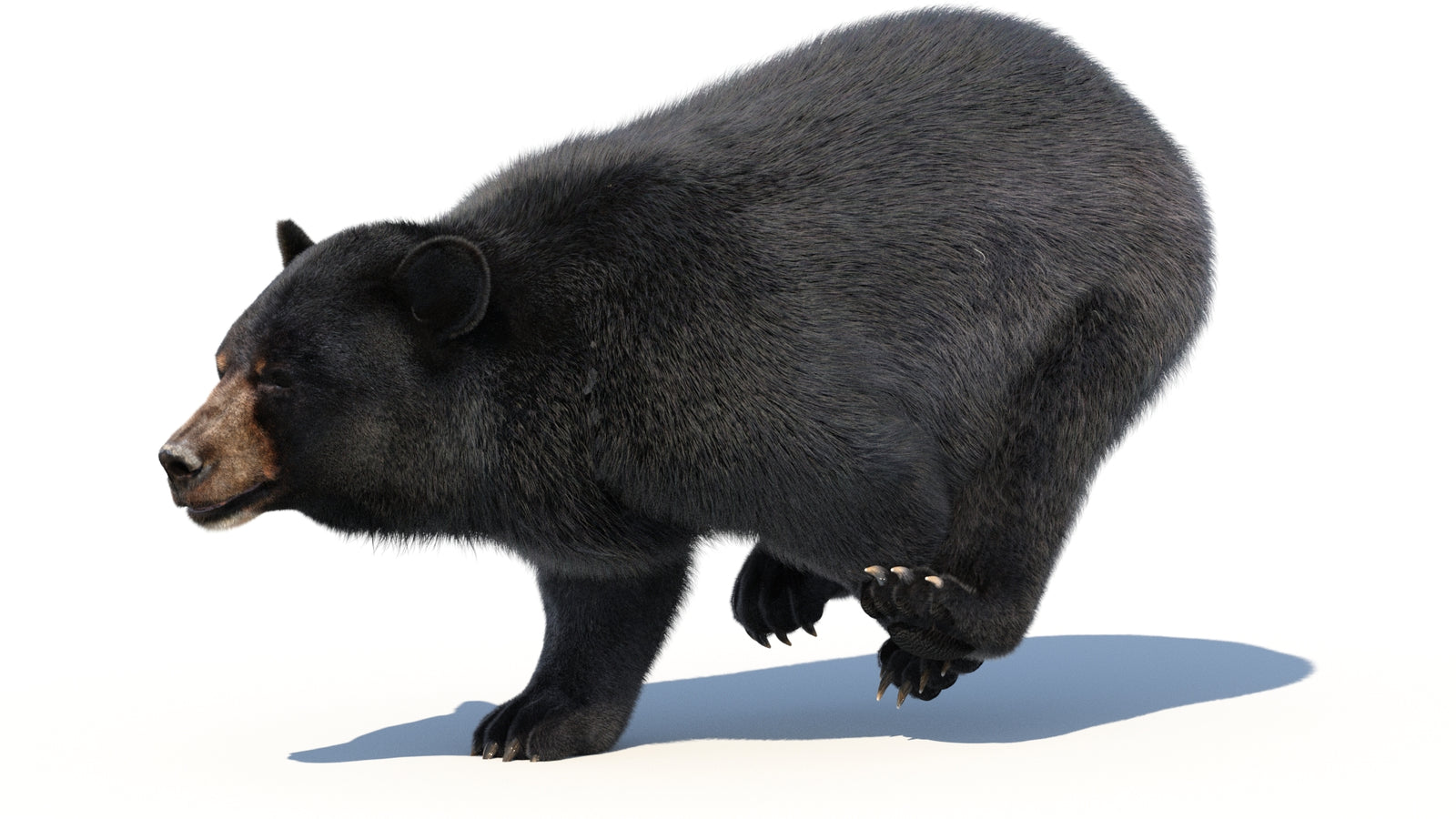 Animated Black Bear 3D Model with Fur Advanced 360° view 3 frame 9