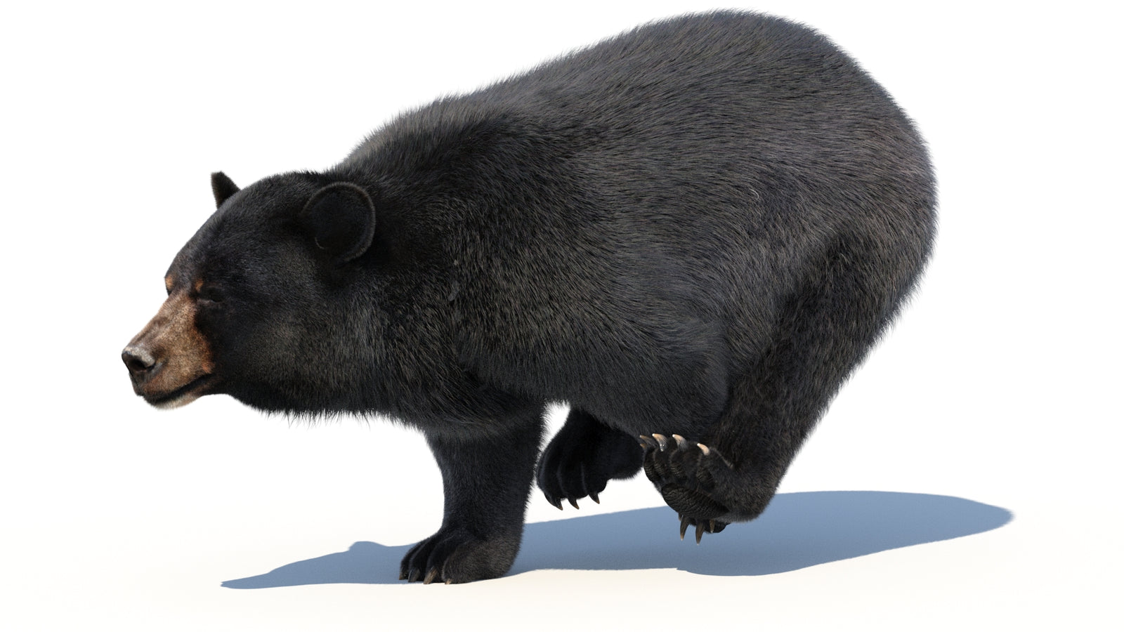 Animated Black Bear 3D Model with Fur Advanced 360° view 3 frame 10