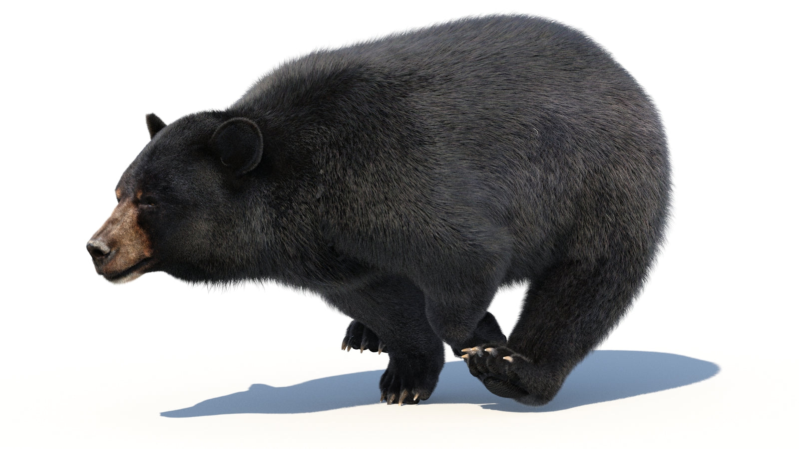 Animated Black Bear 3D Model with Fur Advanced 360° view 3 frame 12