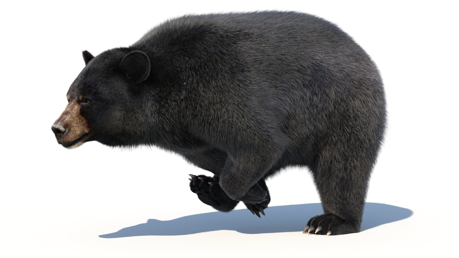 Animated Black Bear 3D Model with Fur Advanced 360° view 3 frame 14