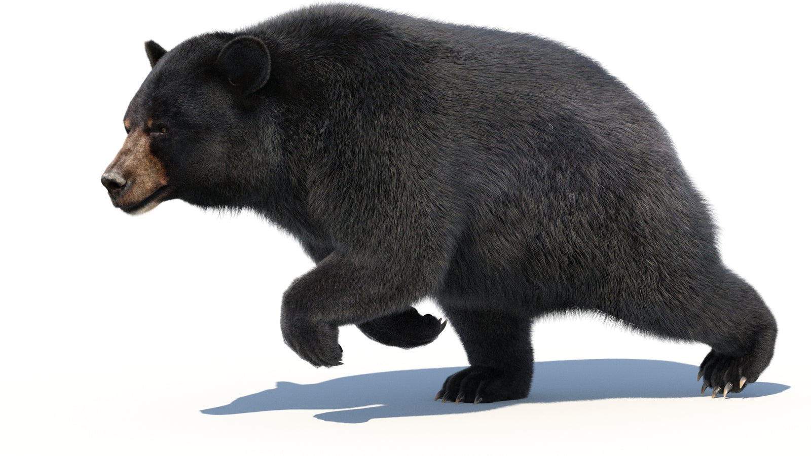 Animated Black Bear 3D Model with Fur Advanced 360° view 3 frame 18