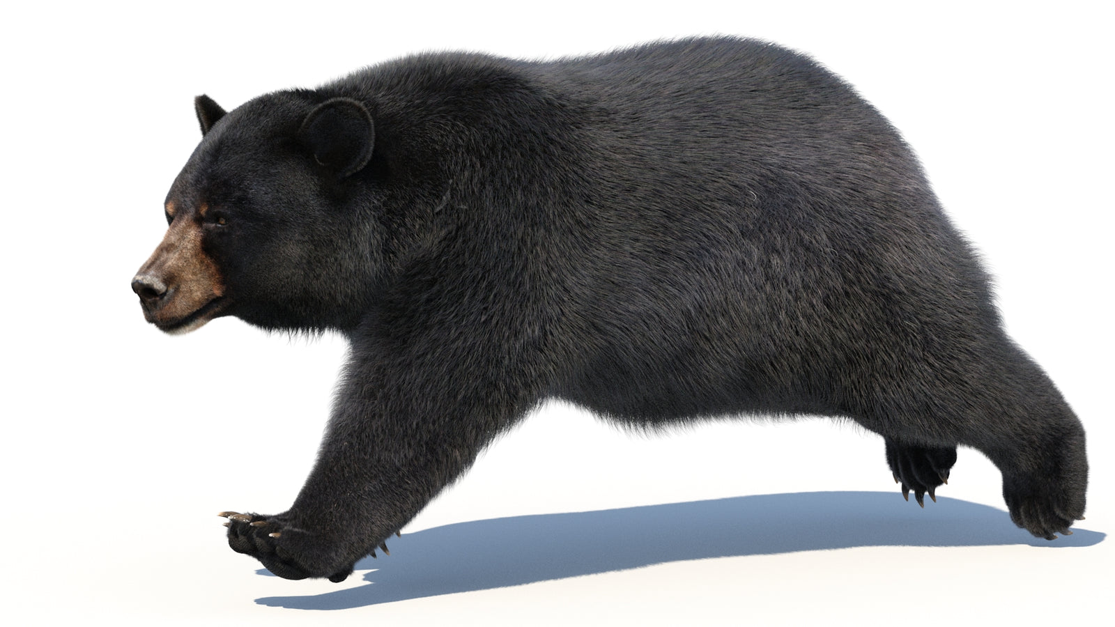 Animated Black Bear 3D Model with Fur Advanced 360° view 3 frame 24