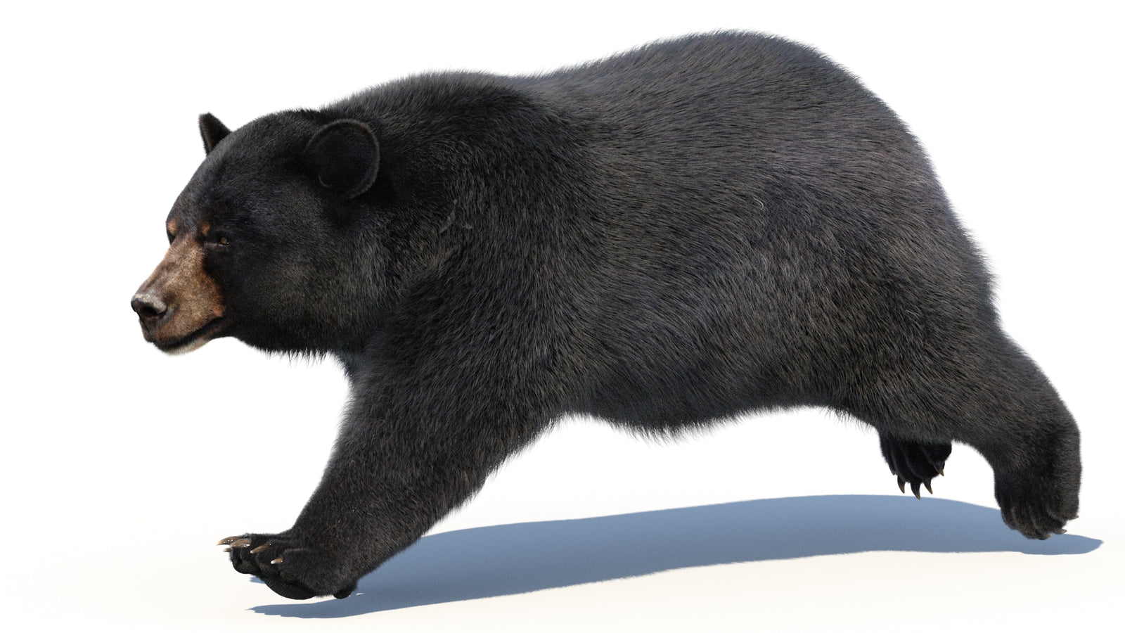 Animated Black Bear 3D Model with Fur Advanced 360° view 3 frame 25